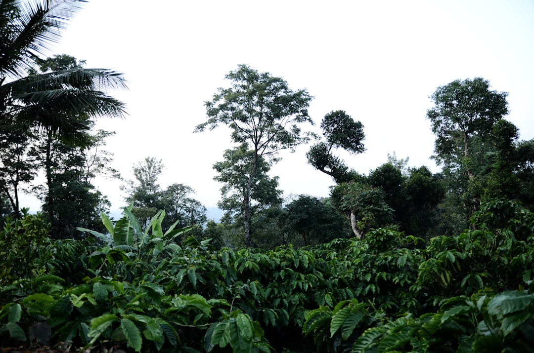 Coffee farmer walking through rows of coffee plants on a hillside plantation at origin